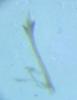 131061 – Photo : Pierre Tillier – France (95)