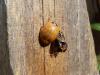 Harmonia axyridis