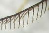 131251 – Photo : phyllo – France (77)