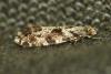 131213 – Photo : phyllo – France (77)