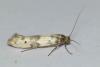 131301 – Photo : phyllo – France (77)