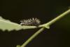 131038 – Photo : G Bastard – France (78)