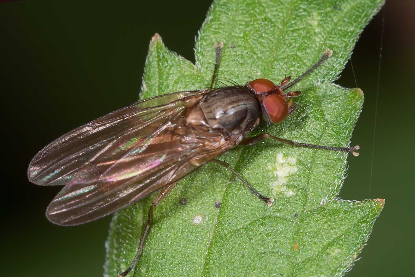 Eugène Vandebeulque - Heteromyza oculata - réf. 131023 (1400 x 933 pixels, 124 ko)