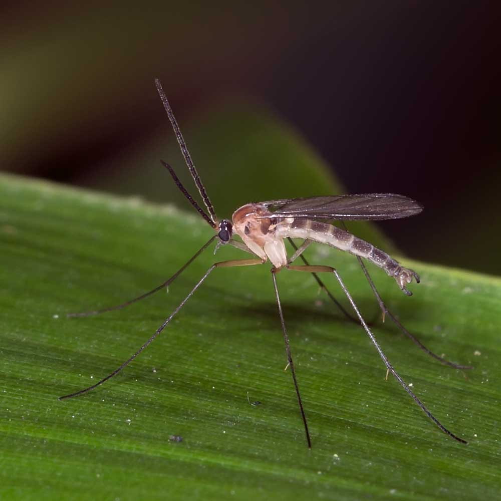 Eugène Vandebeulque - Inconnu inconnu - réf. 131309 (1000 x 1000 pixels, 47 ko)