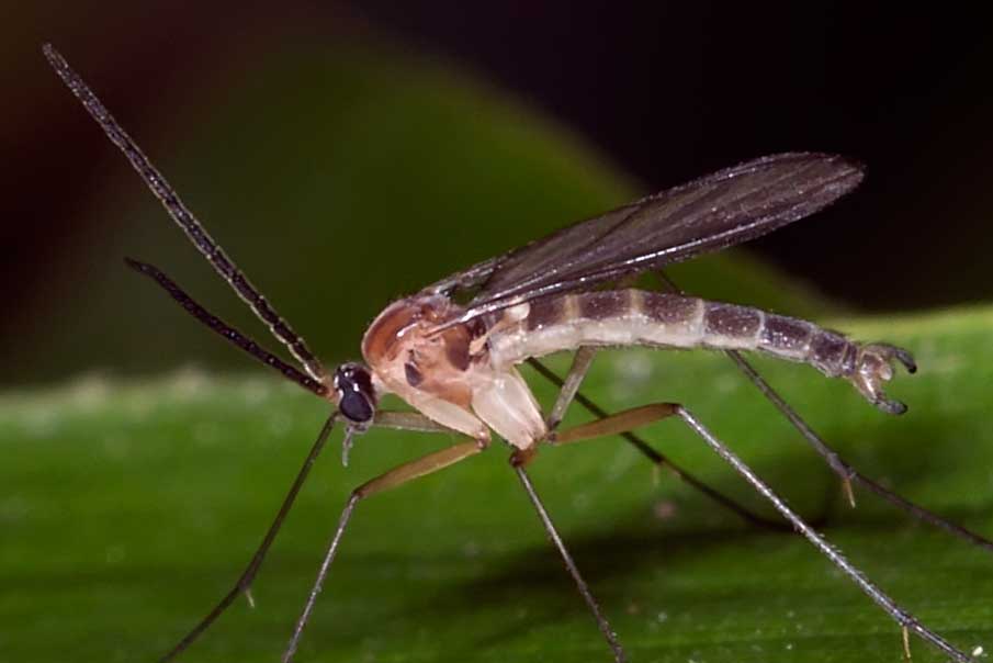 Eugène Vandebeulque - Inconnu inconnu - réf. 131310 (905 x 604 pixels, 28 ko)