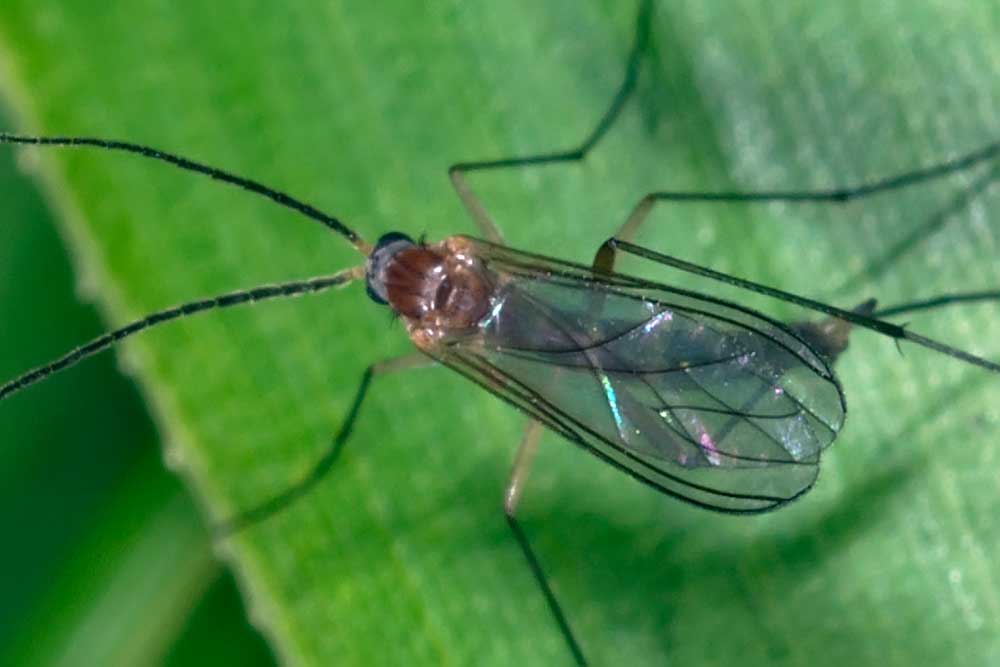 Eugène Vandebeulque - Inconnu inconnu - réf. 131311 (1000 x 667 pixels, 37 ko)