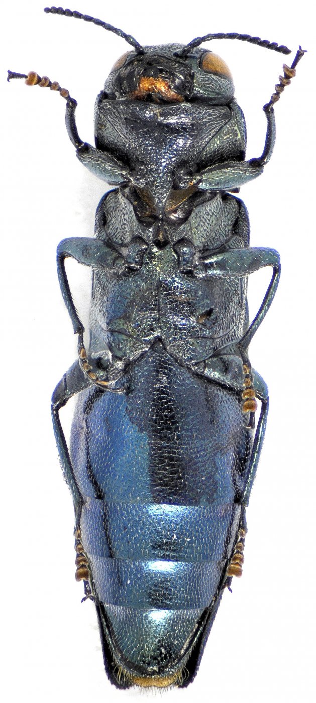 Patrick Deyroze - Agrilus (Agrilus) viridis - réf. 131779 (629 x 1400 pixels, 215 ko)