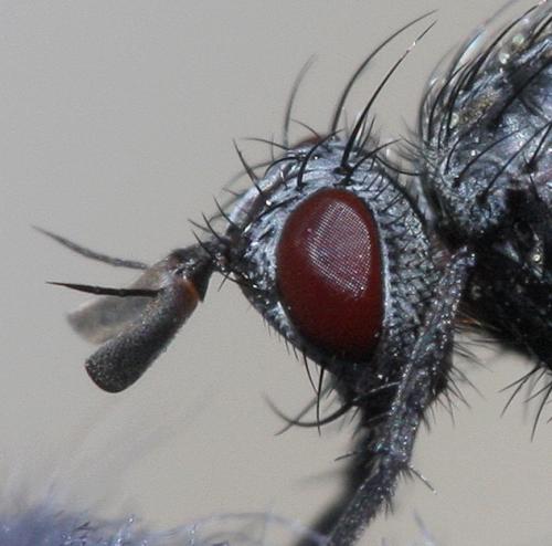 Triarthria setipennis