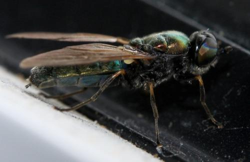 Chloromyia formosa