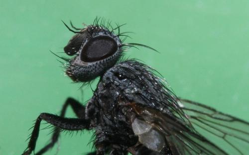 Réf. 132 271 : Triarthria setipennis