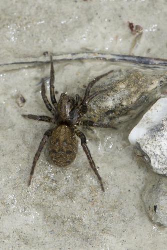 Arctosa leopardus