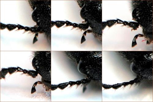 Ampedus sp.