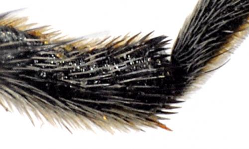 Agapanthia intermedia