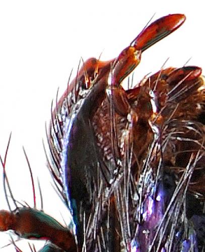 Anoplotrupes stercorosus