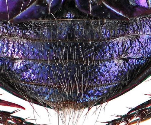 Anoplotrupes stercorosus