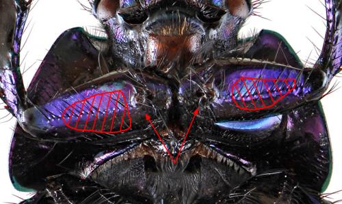 Anoplotrupes stercorosus