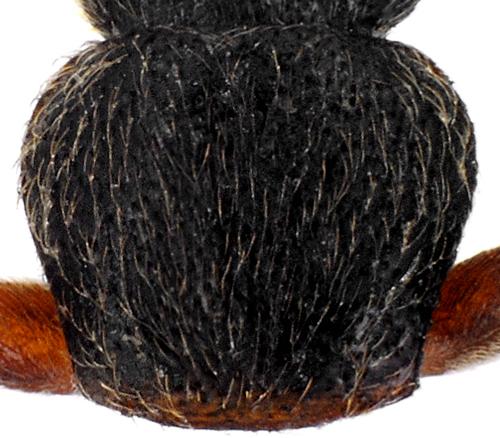 Lesteva monticola