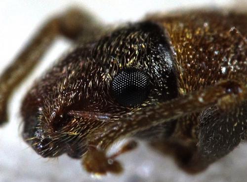 Brachyderes pubescens