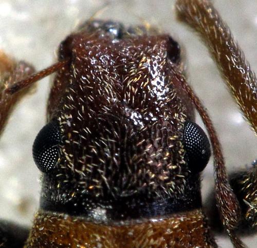 Brachyderes pubescens