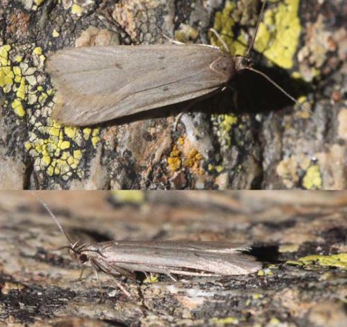 Réf. 132 254 : Acompsia sp.
