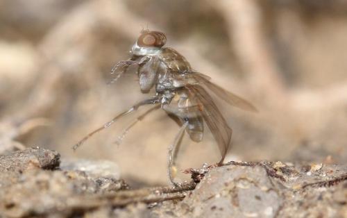 Ochthera schembrii