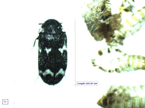 Megatoma undata