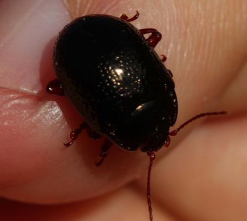 Chrysolina bankii