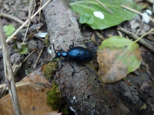 Meloe violaceus