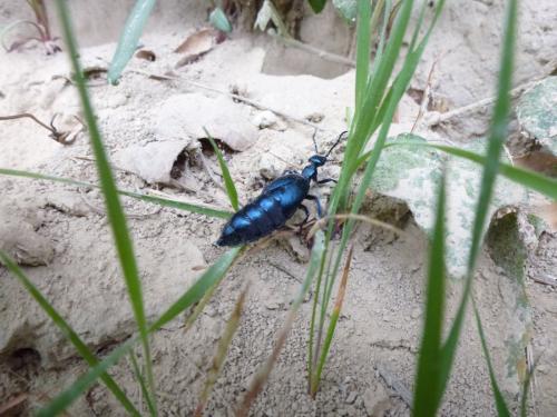Meloe violaceus