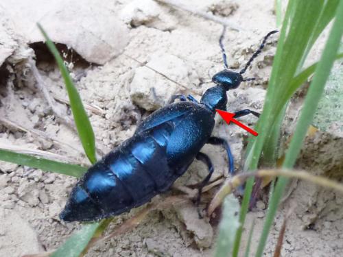 Meloe violaceus