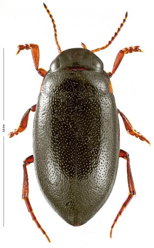 Réf. 132 339 : Hydroporus gyllenhalii