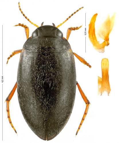 Réf. 132 342 : Hydroporus planus