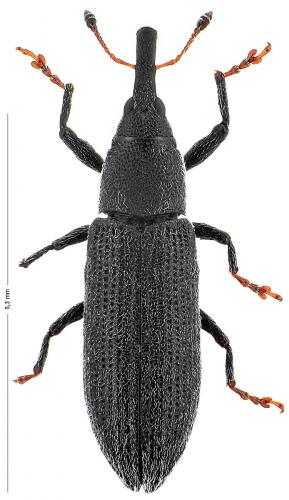 Réf. 132 914 : Lixus filiformis
