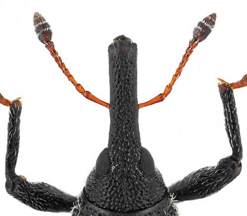 Réf. 132 924 : Lixus filiformis