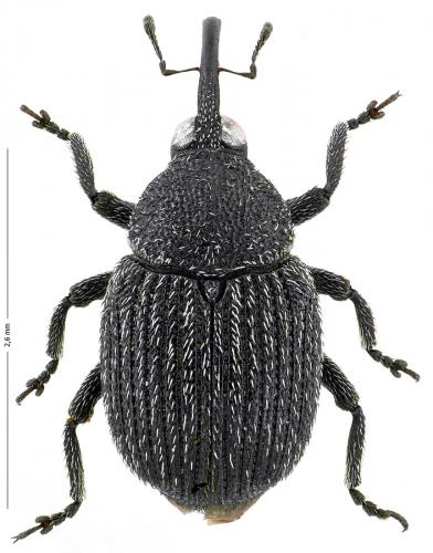 Miarus sp.