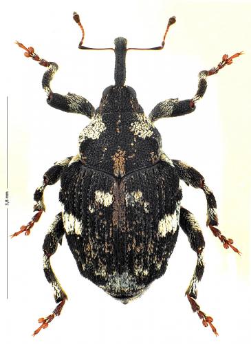 Hadroplontus trimaculatus