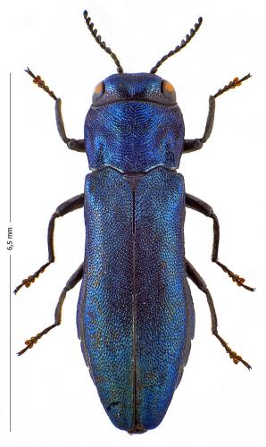 Réf. 132 875 : Agrilus cyanescens