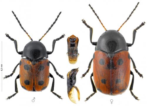 Réf. 132 944 : Cryptocephalus primarius