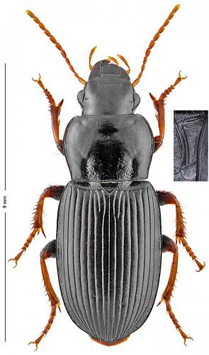 Réf. 132 903 : Harpalus sulphuripes