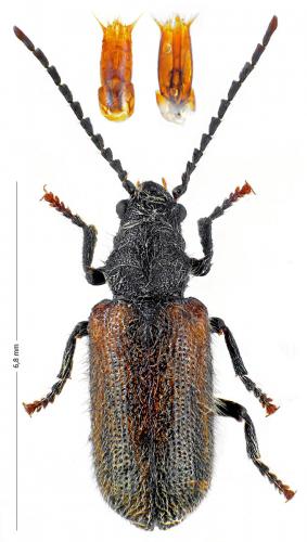 Hedobia pubescens