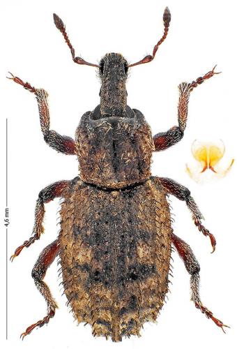 Réf. 132 548 : Entomoderus impressicollis colasi