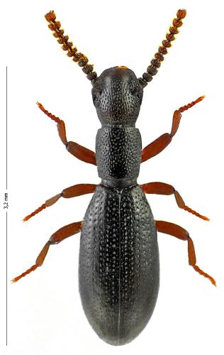 Réf. 132 549 : Dichillus minutus