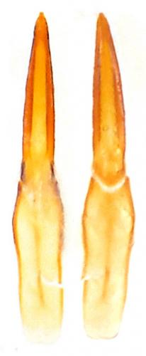 Réf. 132 574 : Dichillus minutus