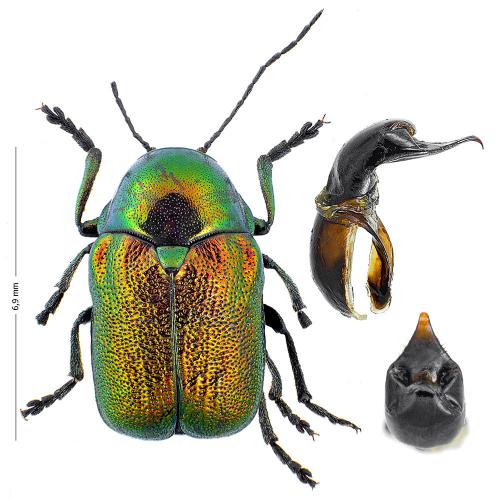 Cryptocephalus aureolus
