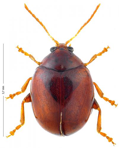Réf. 132 770 : Sphaeroderma rubidum