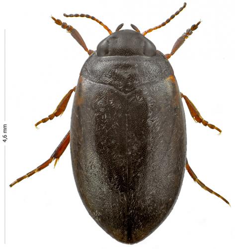 Hydroporus planus