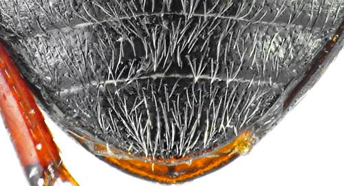 Réf. 132 336 : Hydroporus planus