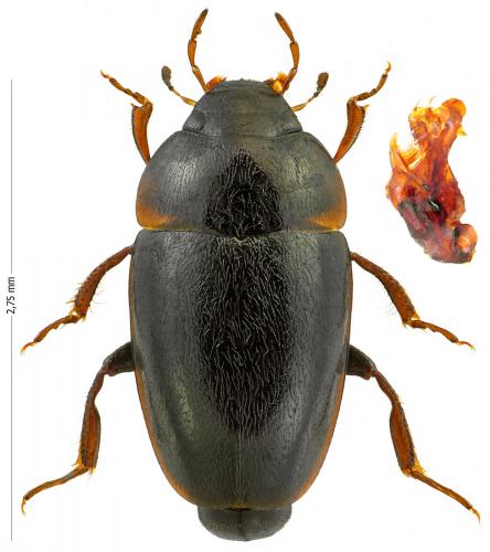 Limnebius truncatellus