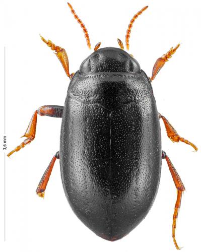 Réf. 132 346 : Hydroporus longulus