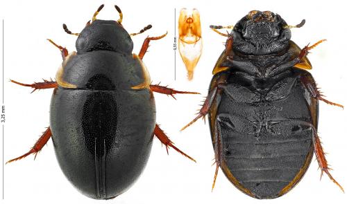 Anacaena globulus